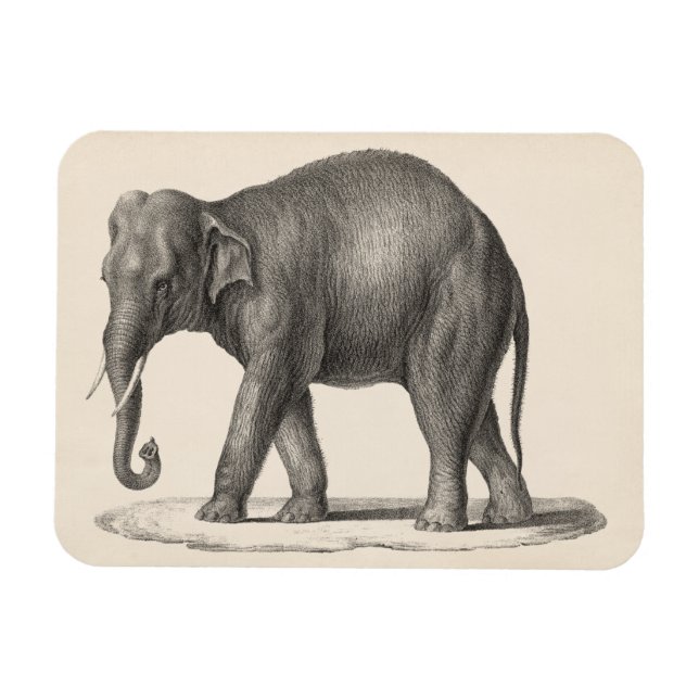 Íman Sketch Brodtmann Elephant (Horizontal)