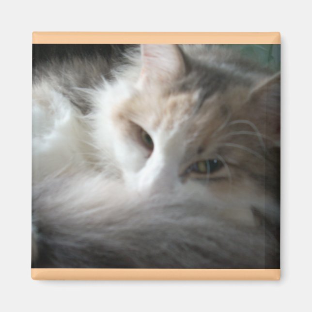 Íman Sleepy Calico (Frente)