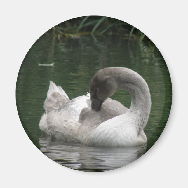 Íman Sleepy Swan Magnet (Frente)