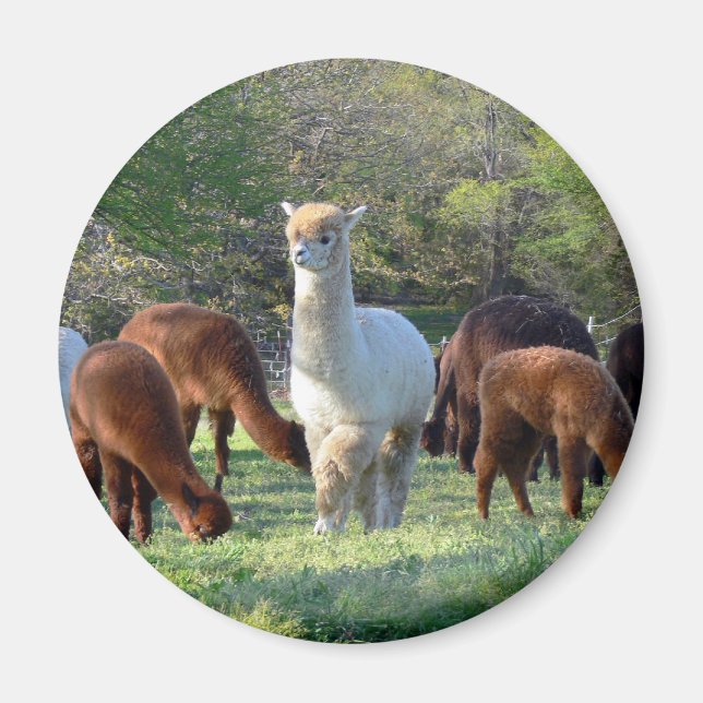 Íman Sleigh Belle (Frente)