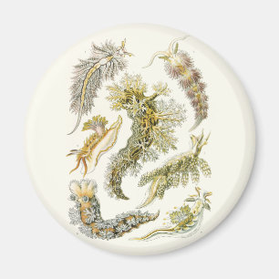 Íman Slugs e caracóis de mar do vintage por Ernst