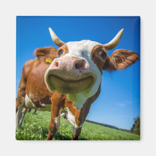 Íman Smiling Cow Magnet