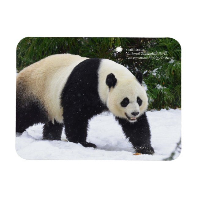 Íman Smithsonian | Pandas Gigantes Na Neve (Horizontal)