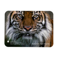 Smithsonian | Sumatran Tiger Soyono
