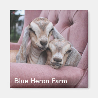 Íman Smooshie Baby Goat Magnet