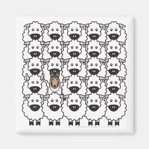 Íman Smooth Collie no Ovelo