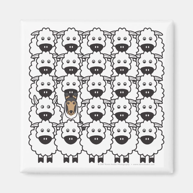 Íman Smooth Collie no Ovelo (Frente)