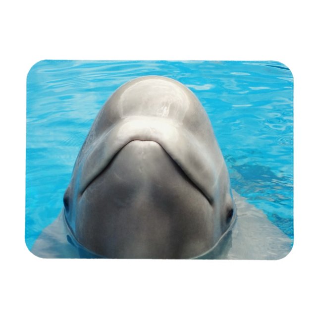 Íman Smug Beluga Baleia Flexível (Horizontal)