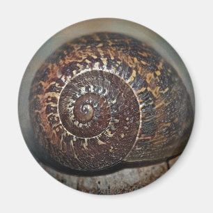 Íman Snail Shell