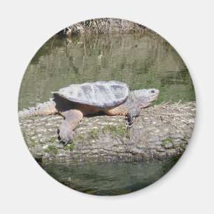 Íman Snapping Turtle