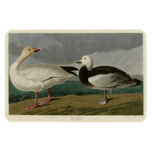 Íman Snow Goose from Audubon's Birds of America
