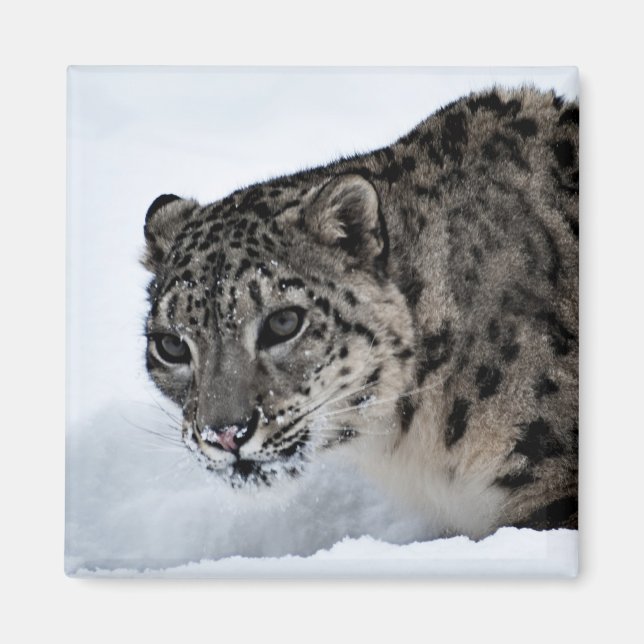Íman Snow Lepard (Frente)