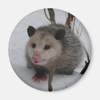 Íman Snow Possum