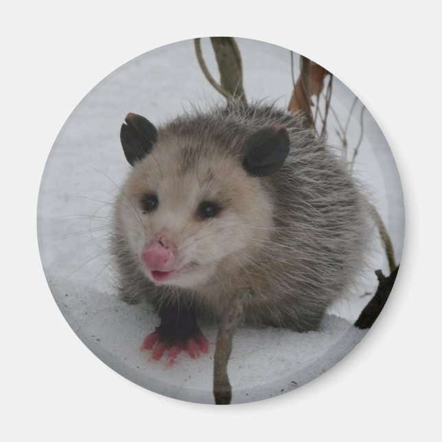 Íman Snow Possum (Frente)