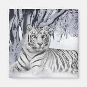 Íman Snow Tiger