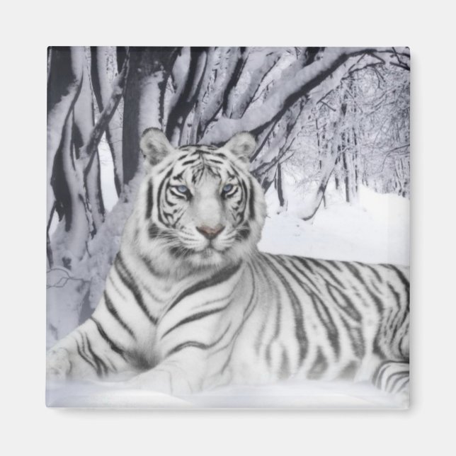 Íman Snow Tiger (Frente)