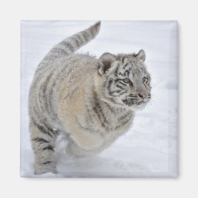 Íman Snow Tiger (Frente)
