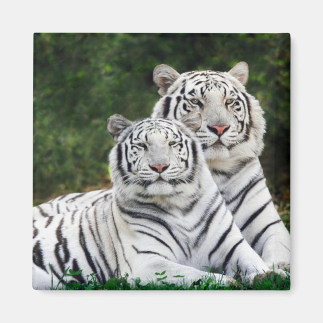 Íman Snow Tiger (Frente)