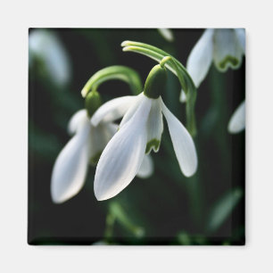 Íman Snowdrops