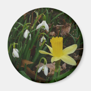 Íman Snowdrops e o Daffodil saltam cedo floral