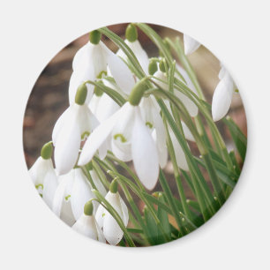 Íman Snowdrops impressionante