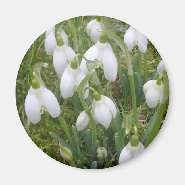 Íman Snowdrops Magnet (Frente)