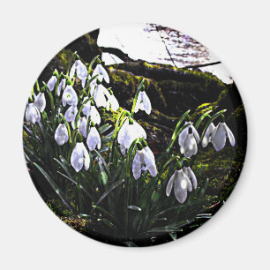 Íman Snowdrops pela imã de geladeira de Hafren do rio