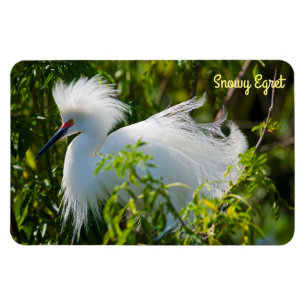 Íman Snowy Egret
