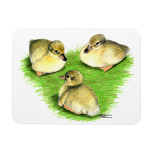 Íman Snowy Mallard Ducklings
