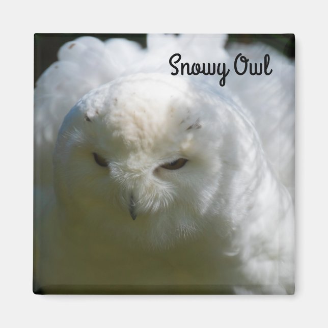 Íman Snowy Owl (Frente)
