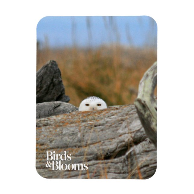 Íman Snowy Owl (Vertical)