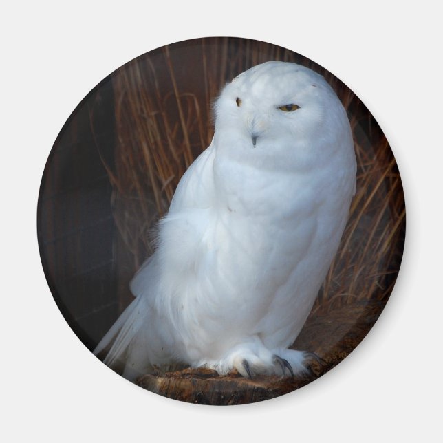 Íman Snowy Owl (Frente)