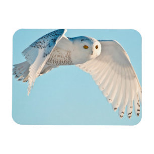Íman Snowy Owl em voo