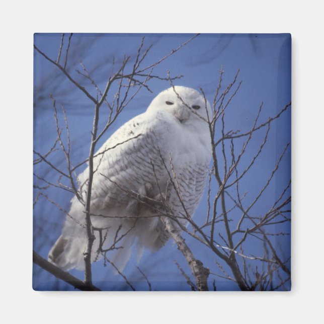 Íman Snowy Owl Magnet (Frente)