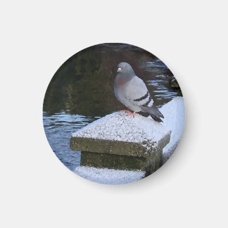 Íman Snowy Pigeon Magnet