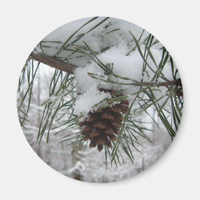 Íman Snowy Pine Branch Winter Nature Fotografia (Frente)