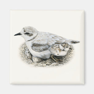 Íman Snowy Plover com Pintinho e Ovos Magnet