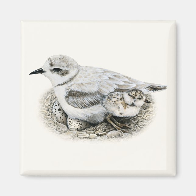 Íman Snowy Plover com Pintinho e Ovos Magnet (Frente)