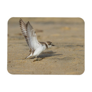 Íman Snowy Plover Stretch