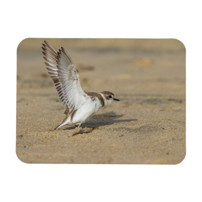 Íman Snowy Plover Stretch (Horizontal)