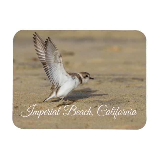 Íman Snowy Plover Stretch Imperial Beach California (Horizontal)