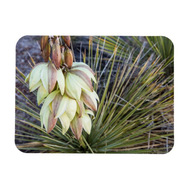 Íman Soaptree Yucca Flores No Alto Missouri (Horizontal)