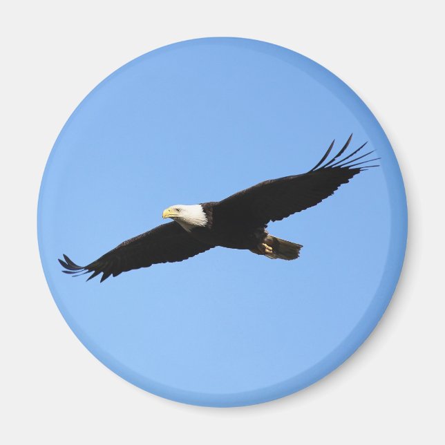 Íman Soar da águia-calda (Frente)