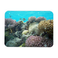 Sob Água, Coral Reef,