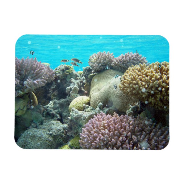 Íman Sob Água, Coral Reef, (Horizontal)
