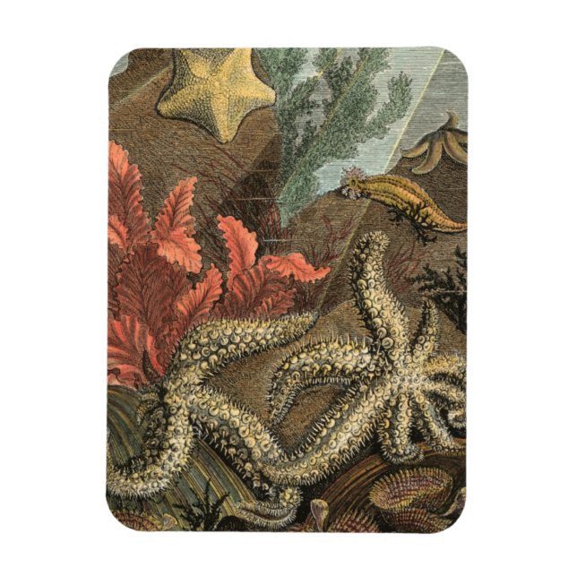 Íman Sob o mar (Vertical)