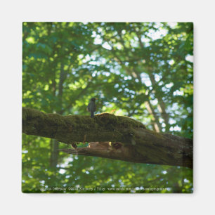 Íman Sobreposição de Floresta