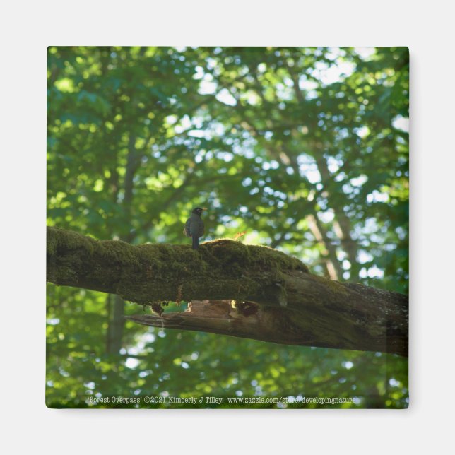 Íman Sobreposição de Floresta (Frente)