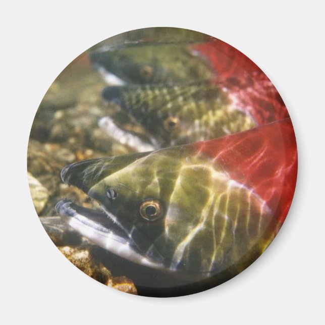 Íman Sockeye Salmon (Frente)