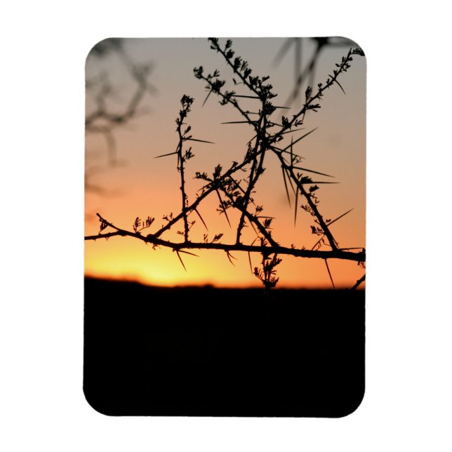 Íman Sol africano com silhueta espinhal de acácia (Vertical)